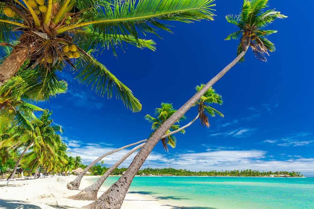 Tropical beach with coconut palm trees and clear lagoon on Fiji Islands