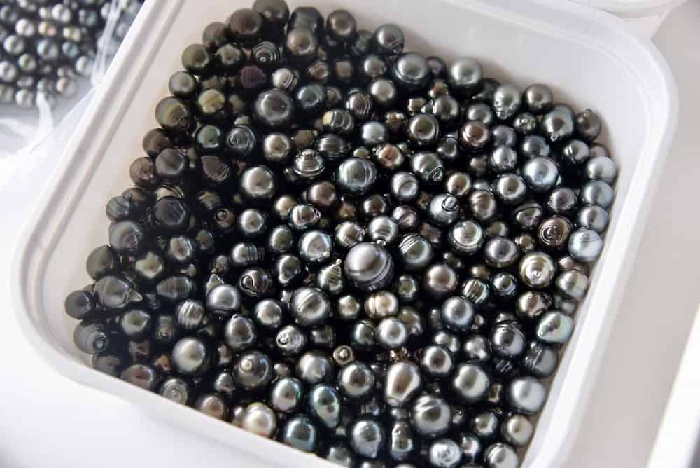 Container of black Tahitian pearls that have been recently harvested. Multiple sizes and colors of black pearls.