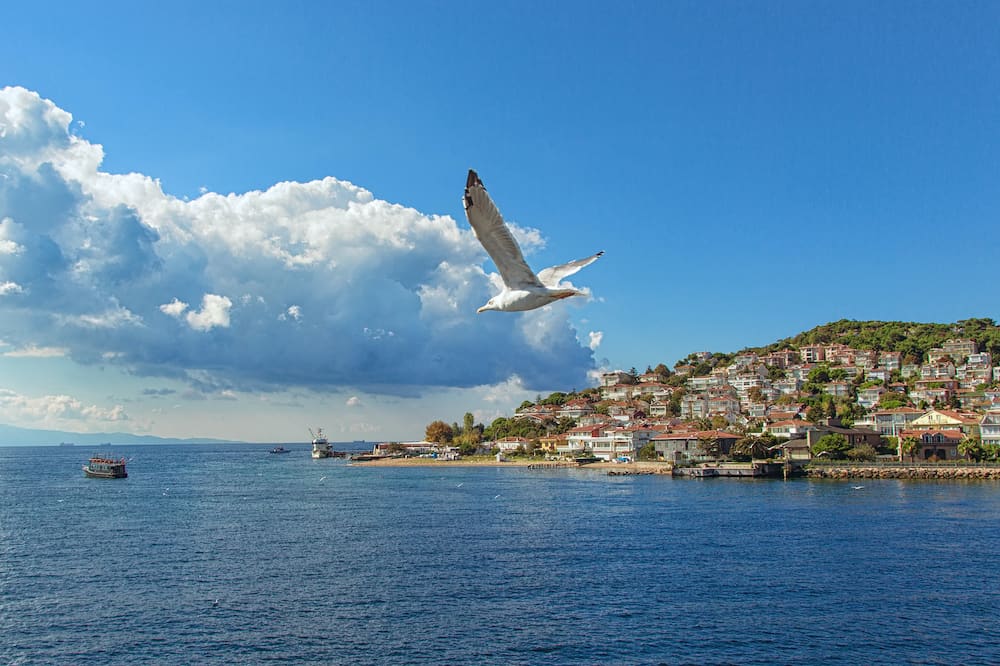 Large seagull flying above Marmara Sea, with background of Kinaliada - one of Adalar islands near Istanbul, Turkey