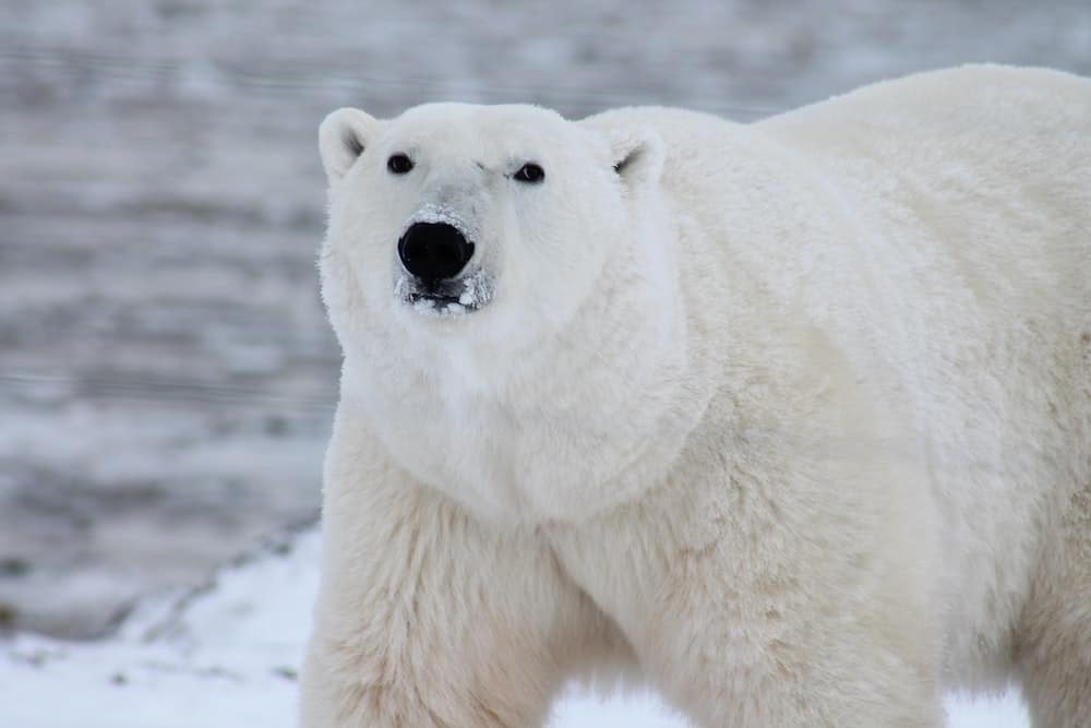 Top 3 Incredible Arctic Animals You Can See in the North Pole