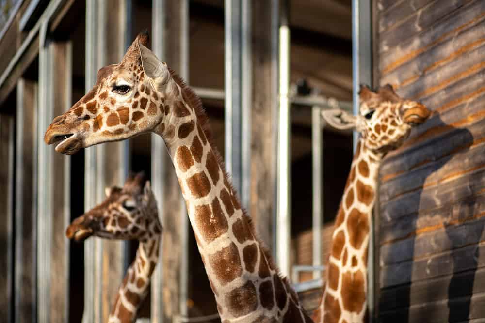 Frederiksberg, Denmark. Close ups of giraffes in the outdoor area in Copenhagen Zoo.