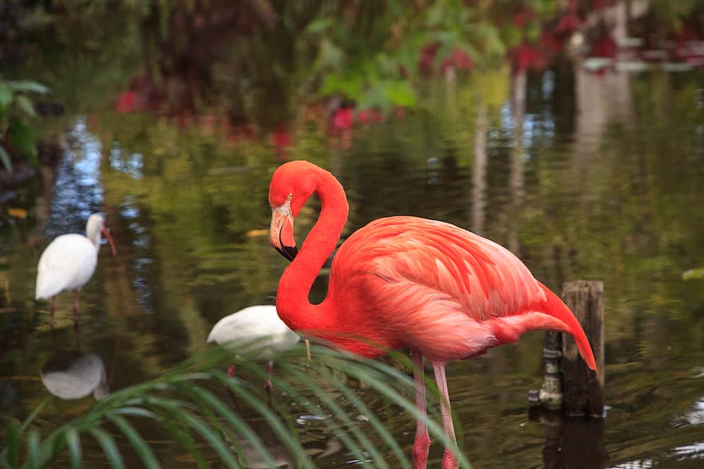 Caribbean Pink flamingo Phoenicopterus ruber in a pond in Nassau, Bahamas