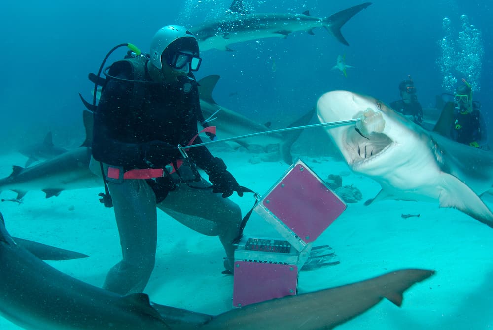 NASSAU, BAHAMAS - Shark feed. Scuba diver feeding Caribbean Reef Sharks for tourist industry