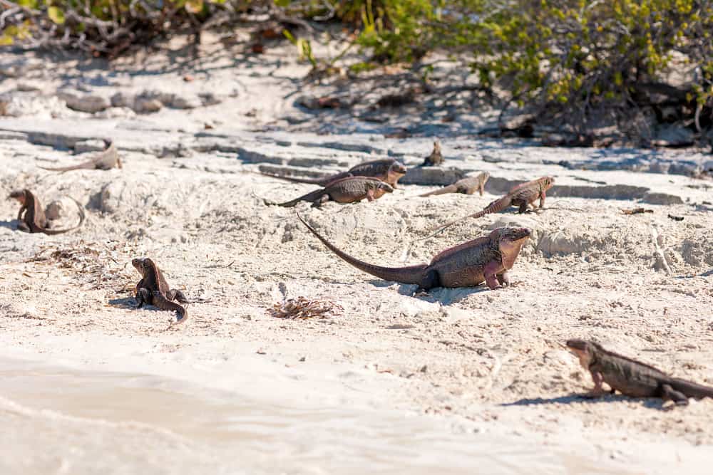 animal, fauna and nature concept - exuma island iguanas in the bahamas