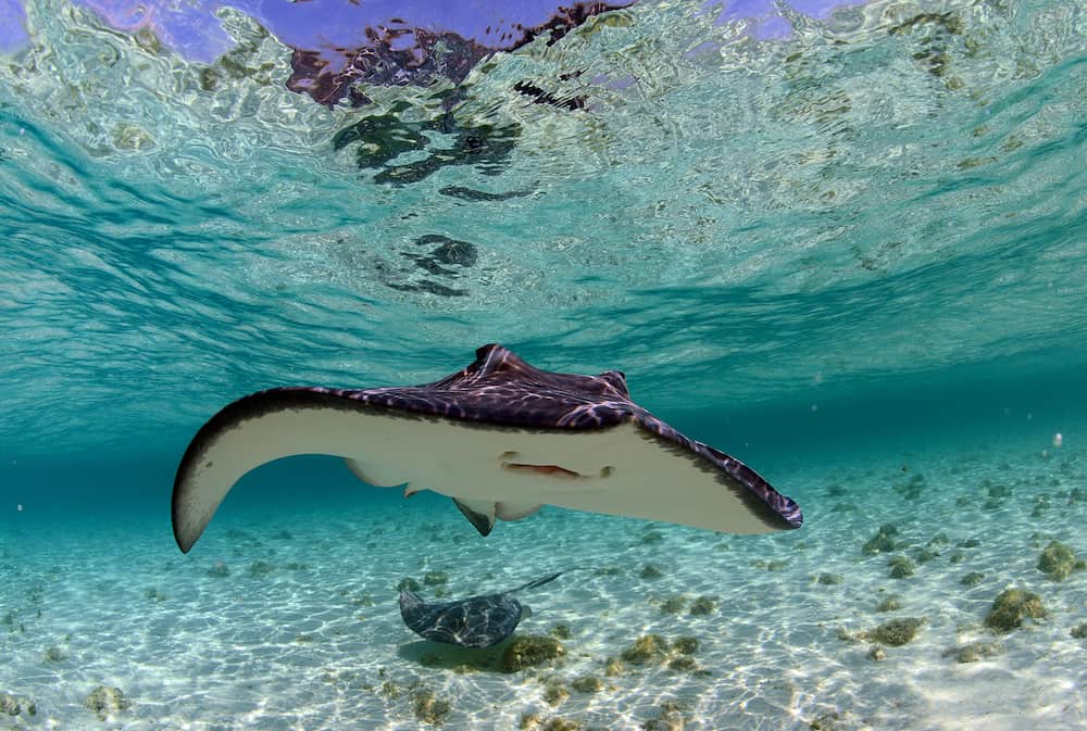 spotted eagle ray and stingray in the tropical ocean