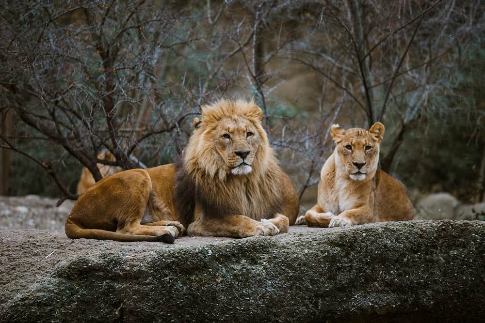 Two adult predators, the family of a lion and a lioness rest on a stone in the zoo of the city of Basel in Switzerland in winter in cloudy weather