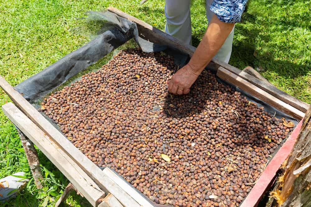 Costa Rica, hands mixing coffee beans in a drying tank