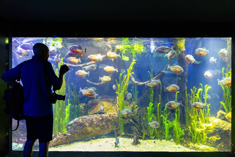 GENOVA, ITALY - A visit in the famous The Aquarium of Genoa, the largest aquarium in Italy and among the largest in Europe. The piranha. Beautiful view of the Genoa aquarium. Great variety of aquatic animals.