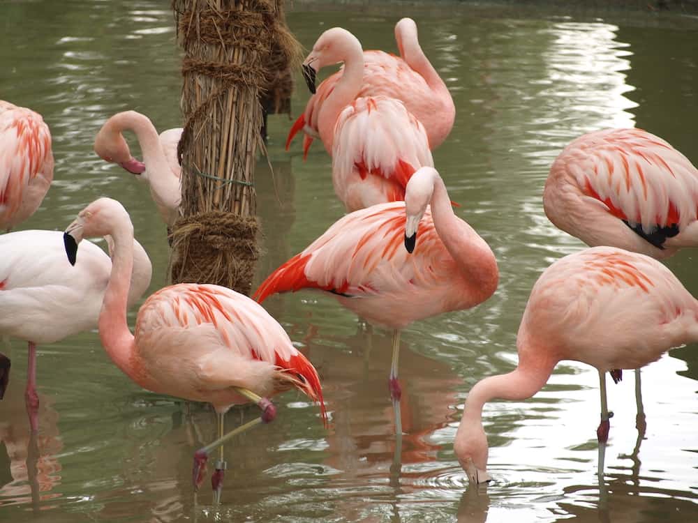 view flamingos (Phoenicopteriformes) zoo Salzburg, state Austria