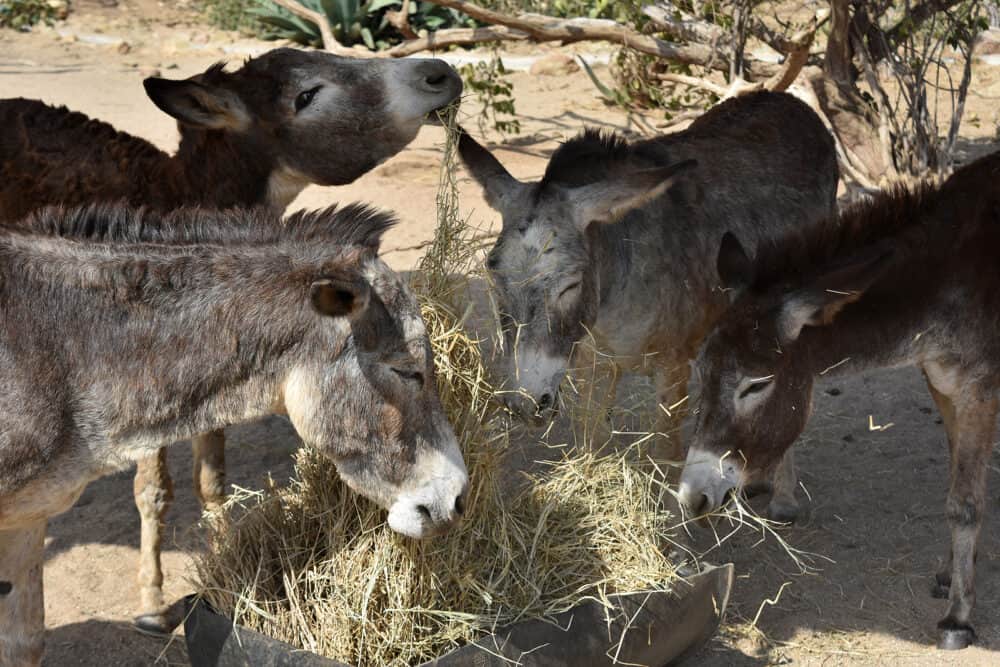 Herd of wild donkeys in the sanctuary in Aruba eating hay.