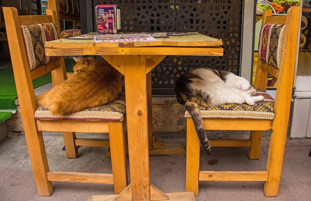 Istanbul, Turkey - Two street cats make themselves comfortable on chairs outside a restaurant in the Ortakoy district of Besiktas in Istanbul