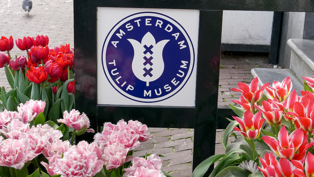 AMSTERDAM, NETHERLANDS close up of a tulip museum sign in amsterdam