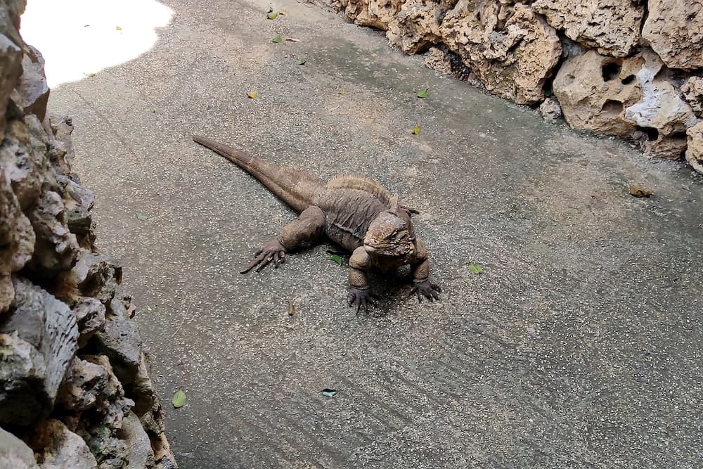 A Cuban rock iguana walks on the ground, Wildlife Resort barbados