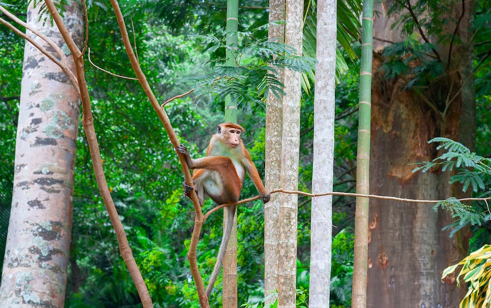 Toque macaque monkey, Macaca Tit, male sitting on a branch. Green tropical forest