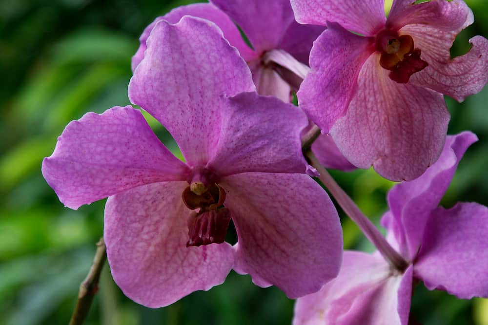 Vanda orchid photographed in Barbados 