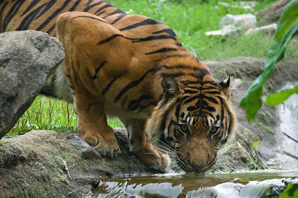 Detail view of tiger drinking from the river