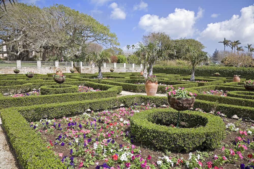 Clipped boxwood hedges are part of the formal gardens in the Bermuda Botanical Gardens. Petunias fill in the spaces amongst the hedges.