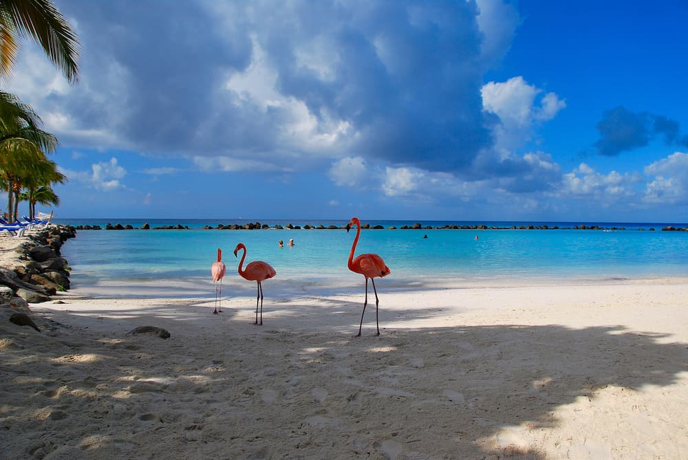 Flamingos standing close to the sea on a beach