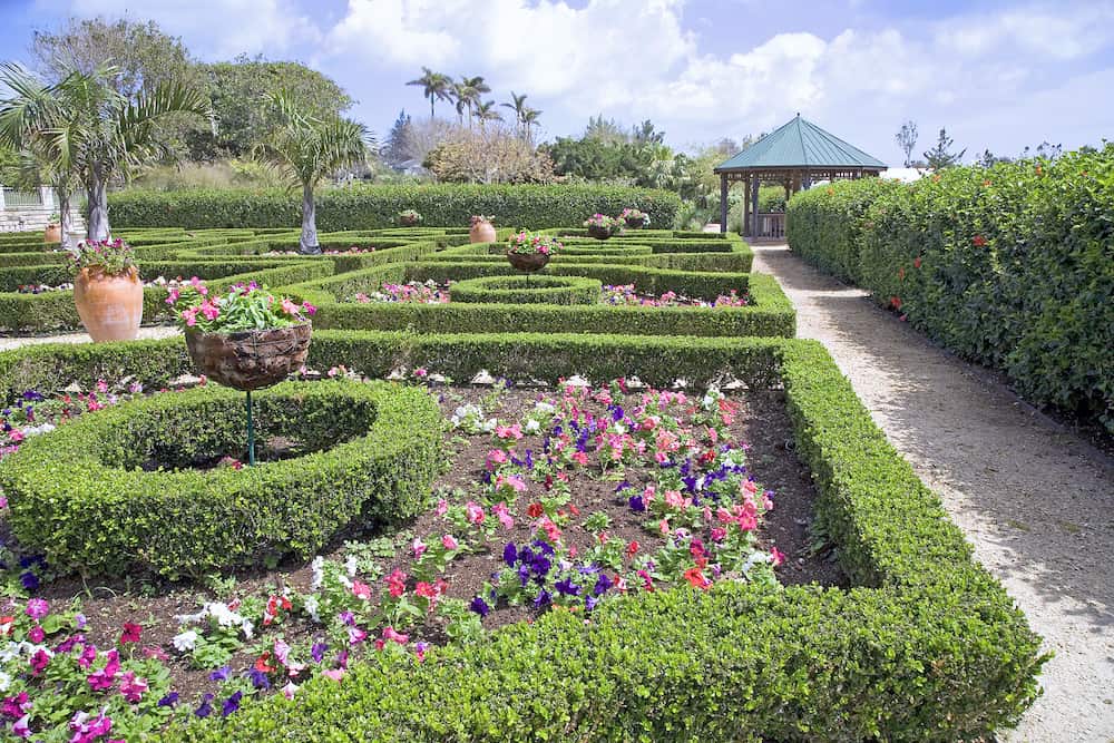 Large clay planters and clipped boxwood hedges are part of the formal gardens in the Bermuda Botanical Gardens. Petunias fill in the spaces amongst the hedges.