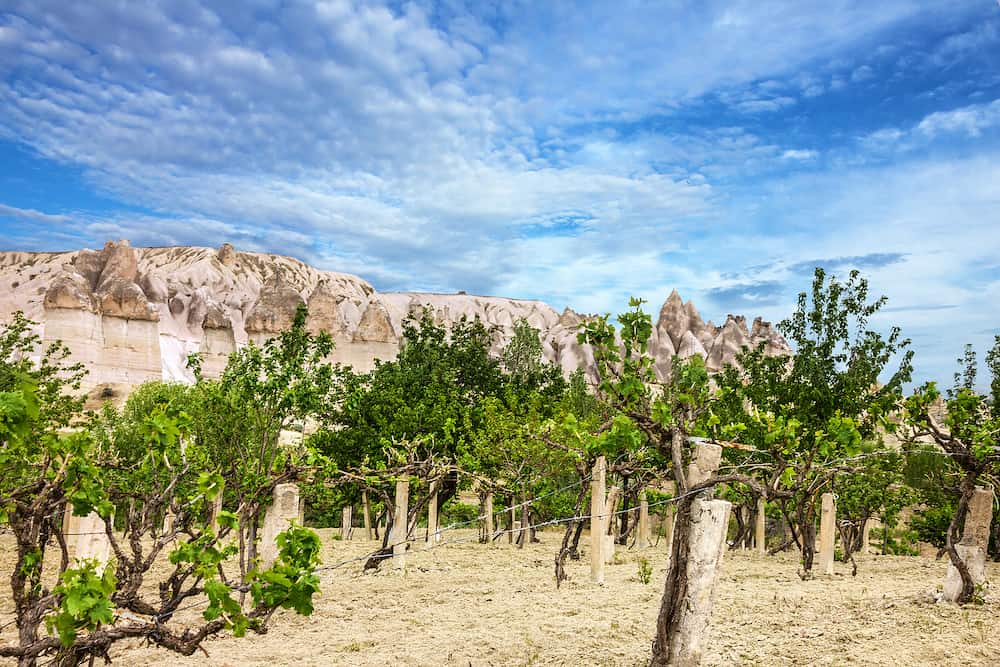 Vineyard and mountain landscape in Cappadocia, Turkey