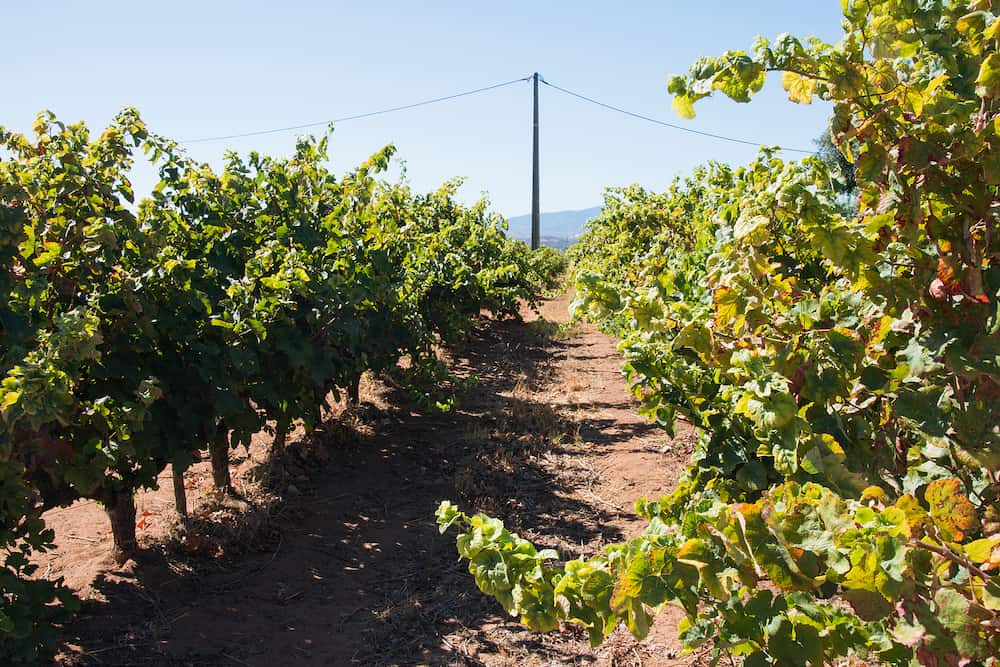 Vineyard on a summer day. Green leaves and grapes growing. Algarve, Portugal, Europe