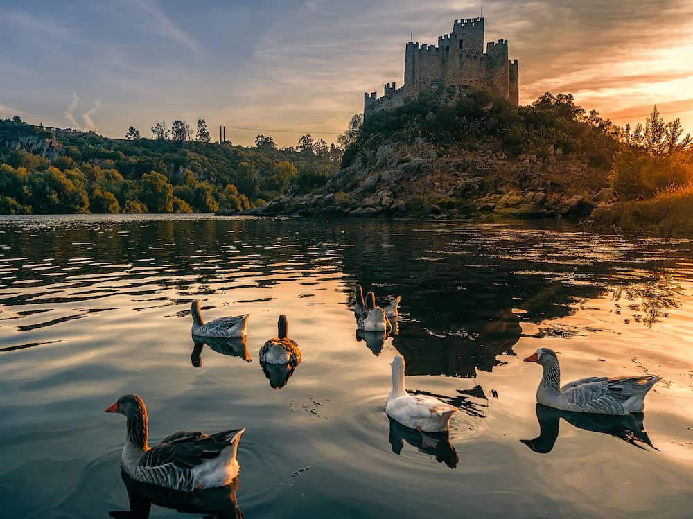 Geese on the background castle of Almourol, an iconic Knights Templar fortress built on a rocky island in the middle of Tagus river. Almourol, Portugal