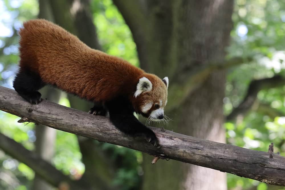 red panda bear walking on a thick tree branch
