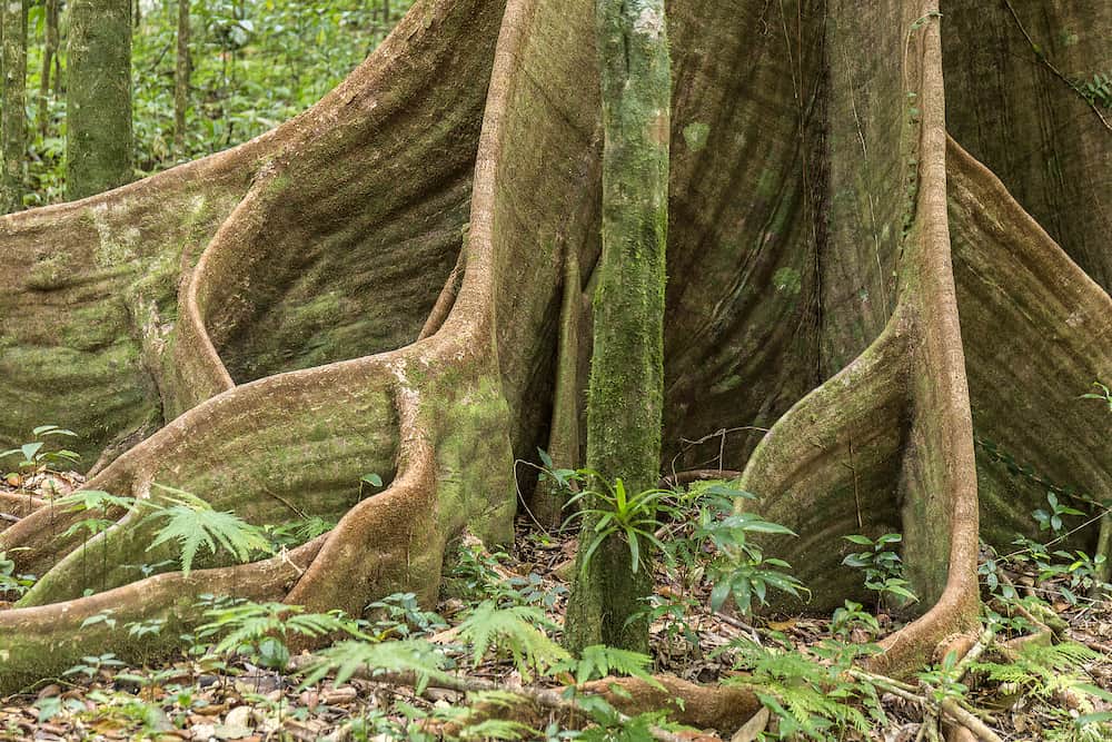 Caribbean jungle with lush green exotic plants beautiful tall trees at morne diablotin national park