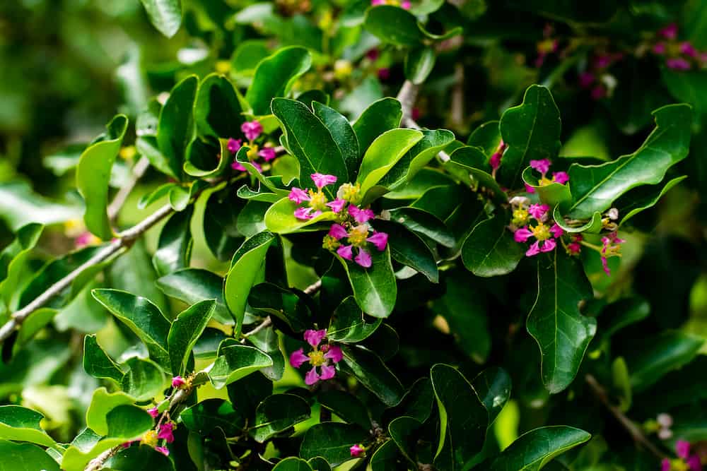 Barbados cherry, Malpighia glabra Linn flowers in nature garden