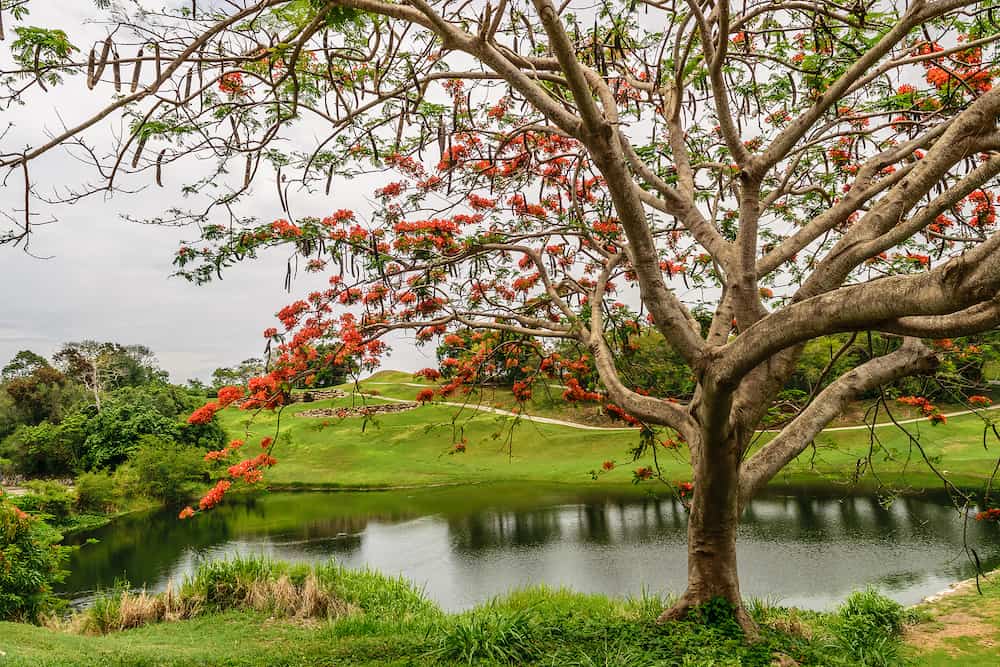 A Royal Poinciana Tree (Delonix Regia) also called Flame Tree overlooking a pond in Montego Bay, Jamaica.