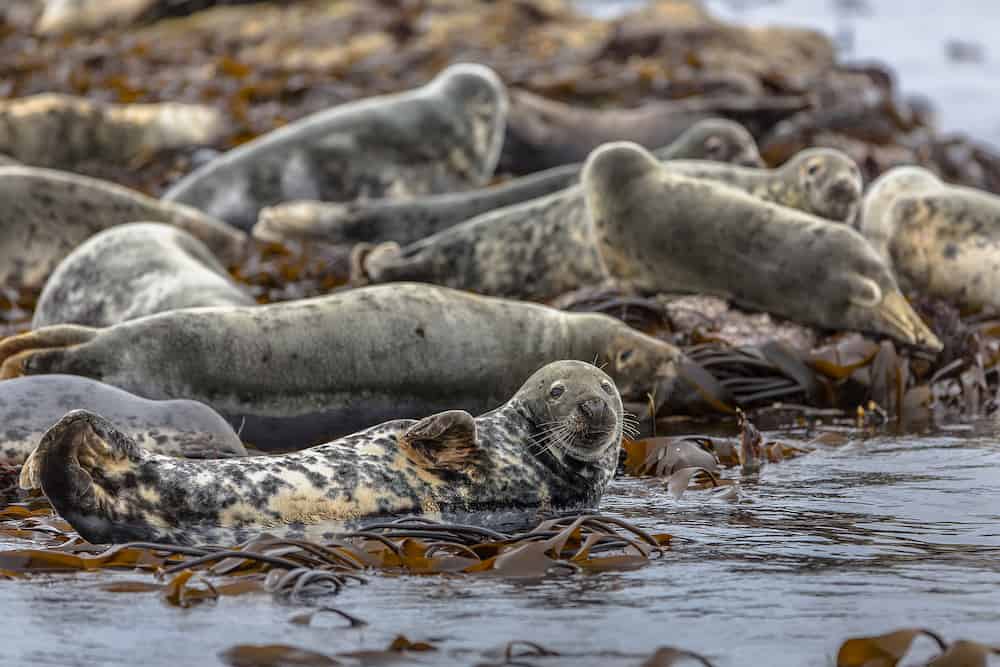 Group Atlantic Grey Seal (Halichoerus grypus) resting on rocks in kelp field and looking in the camera on Farne islands England