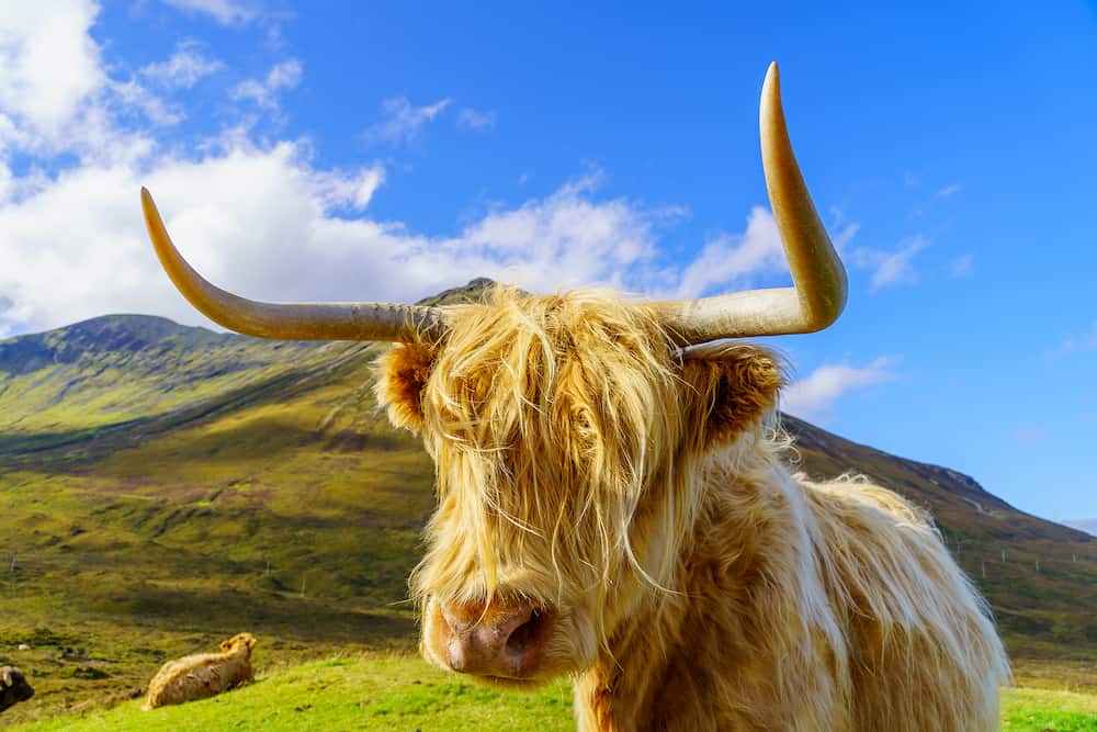 View of a Highland Cow in the Isle of Skye, Inner Hebrides, Scotland, UK