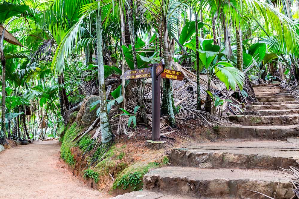 Vallée de Mai Nature Reserve, stone steps trail through ancient rainforest with palm trees and lush tropical endemic vegetation around, Praslin Island, Seychelles.
