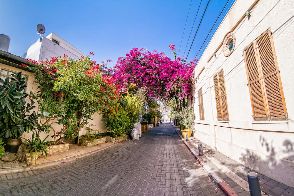 Pink bougainvillea flowers in historic Neve Tzedek district Tel Aviv Israel.