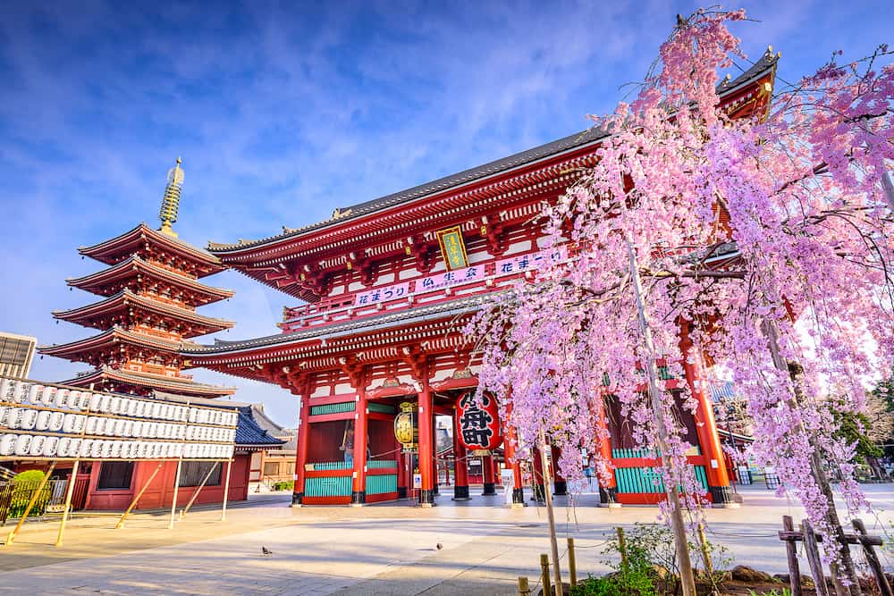 TOKYO, JAPAN - Spring cherry blossoms at Sensoji Temple's Hozomon Gate in the Asakusa District. Senso-ji was founded in 628 AD and is one of the most well known temples in the country.