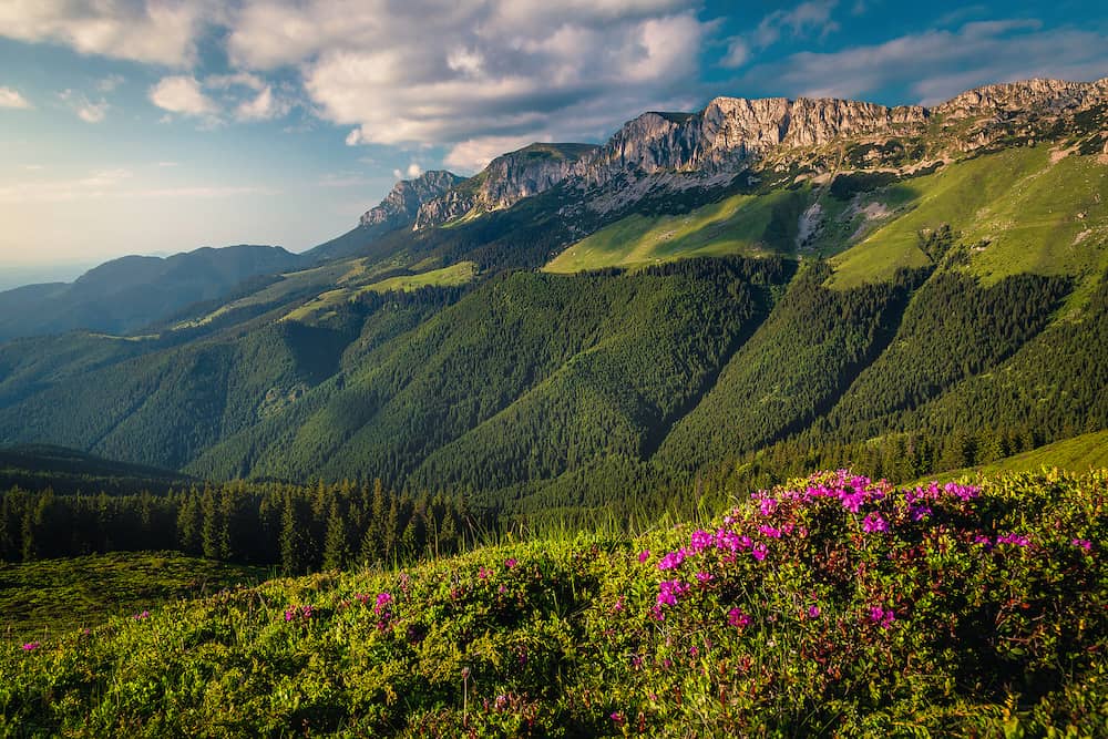Blossoming rhododendron bushes in the mountains and picturesque summer scenery at sunset, Bucegi mountains, Carpathians, Romania, Europe