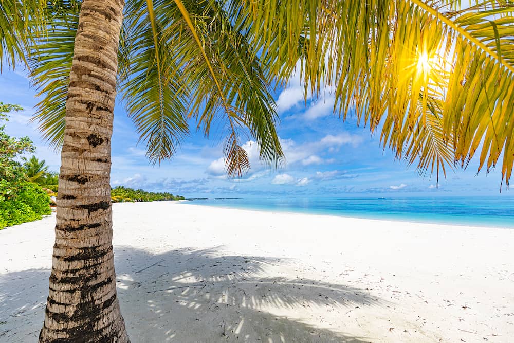 Beach view with palm leaves close to sea. Sunny summer landscape, vacation and holiday concept. Idyllic relax, peaceful nature scenery. Tropical island beach, paradise traveling concept