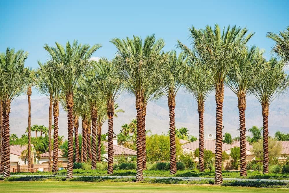 Indian Wells California USA. Residential Area and the Palm Trees.