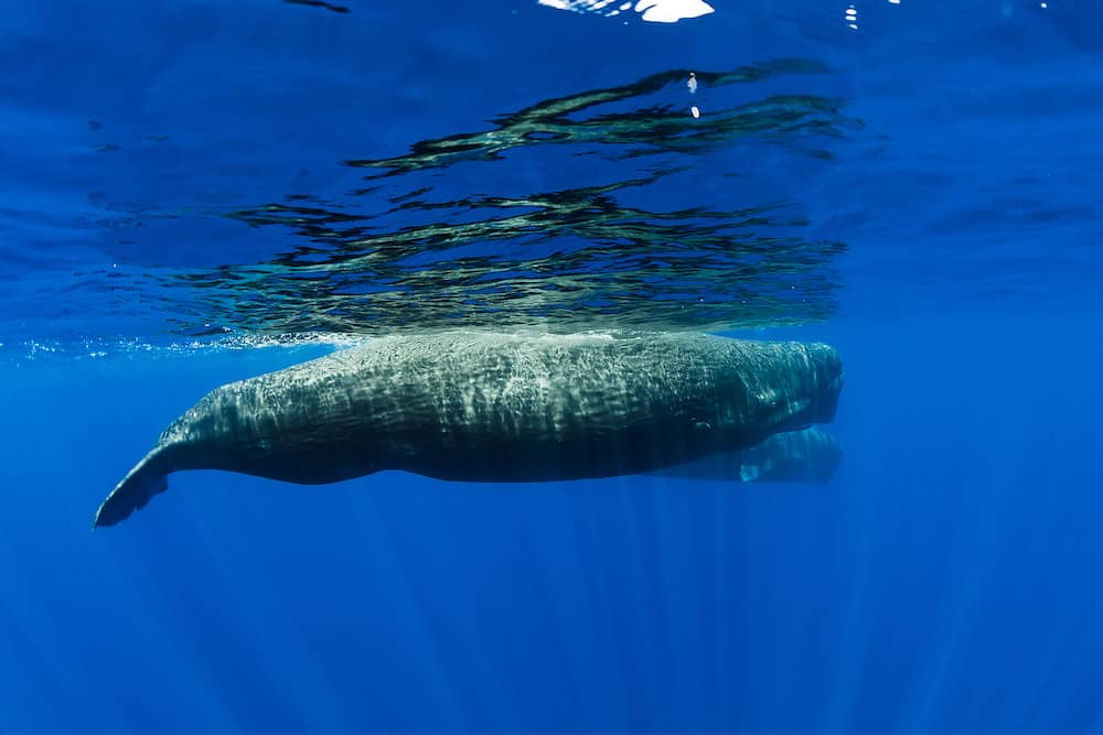 Sperm whales swimming in blue ocean, Mauritius.