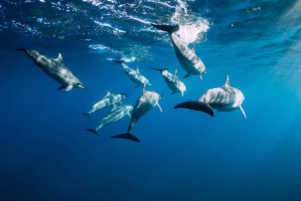 Spinner dolphins underwater in blue ocean. Dolphins family at Mauritius