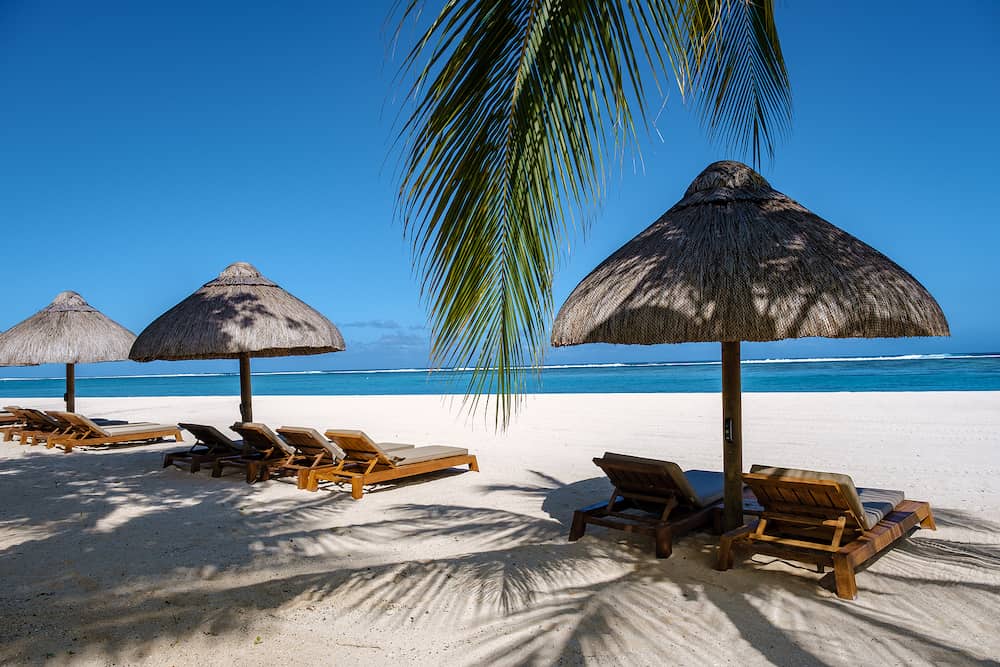 Tropical beach with palm trees and white sand blue ocean and beach beds with umbrellas, sun chairs, and parasols under a palm tree at a tropical beach. Mauritius Le Morne beach