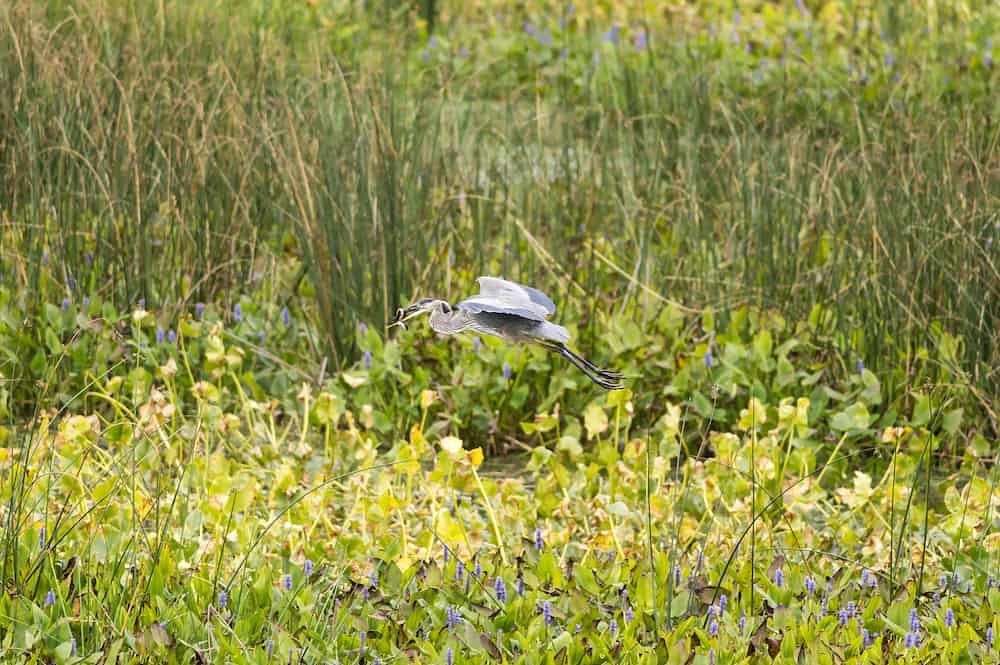 Great Blue Heron flies away with eel snagged in freshwater wetlands