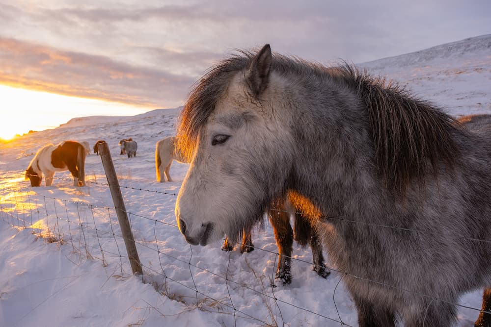 Icelandic Horses In Winter, Rural Animals in Snow Covered Meadow. Pure Nature in Iceland.