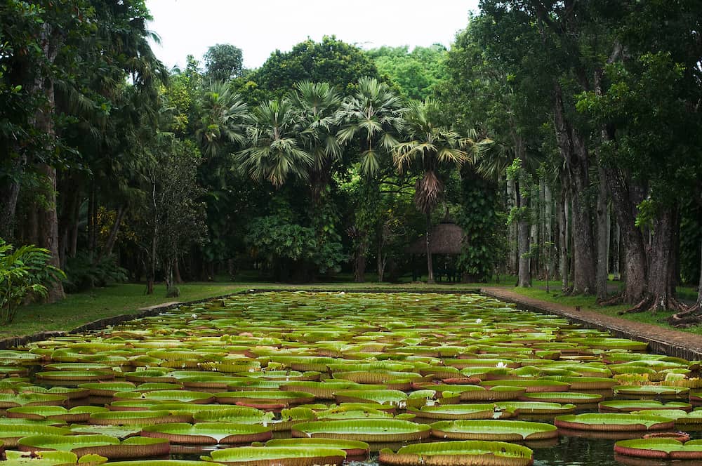 Pamplemousses botanical garden, pond with Victoria Amazonica Giant Water Lilies, Mauritius
