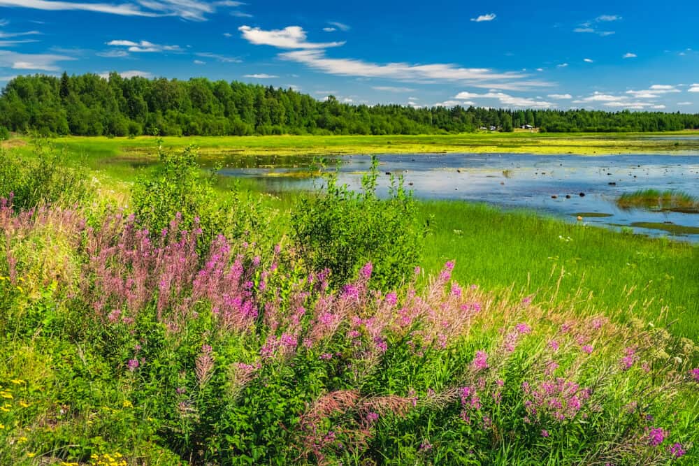 Summer landscape with green medow and pond, forest and village on horizon near Sangis in Kalix Municipality, Norrbotten, Sweden. Swedish landscape in summertime