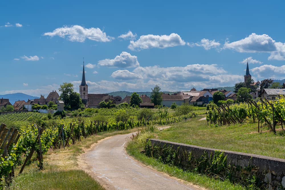 Mittelbergheim, France - country road leads through Riesling vineyards to the historic village of Mittelbergheim in the Alsace Region of France