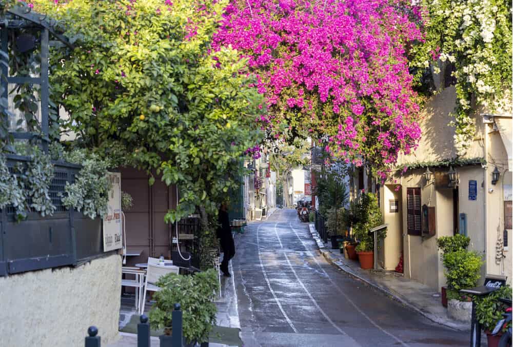 Athens, Greece - Flowering beautiful bush of bougainvillea on a famous street in Plaka, an old historical neighborhood of Athens