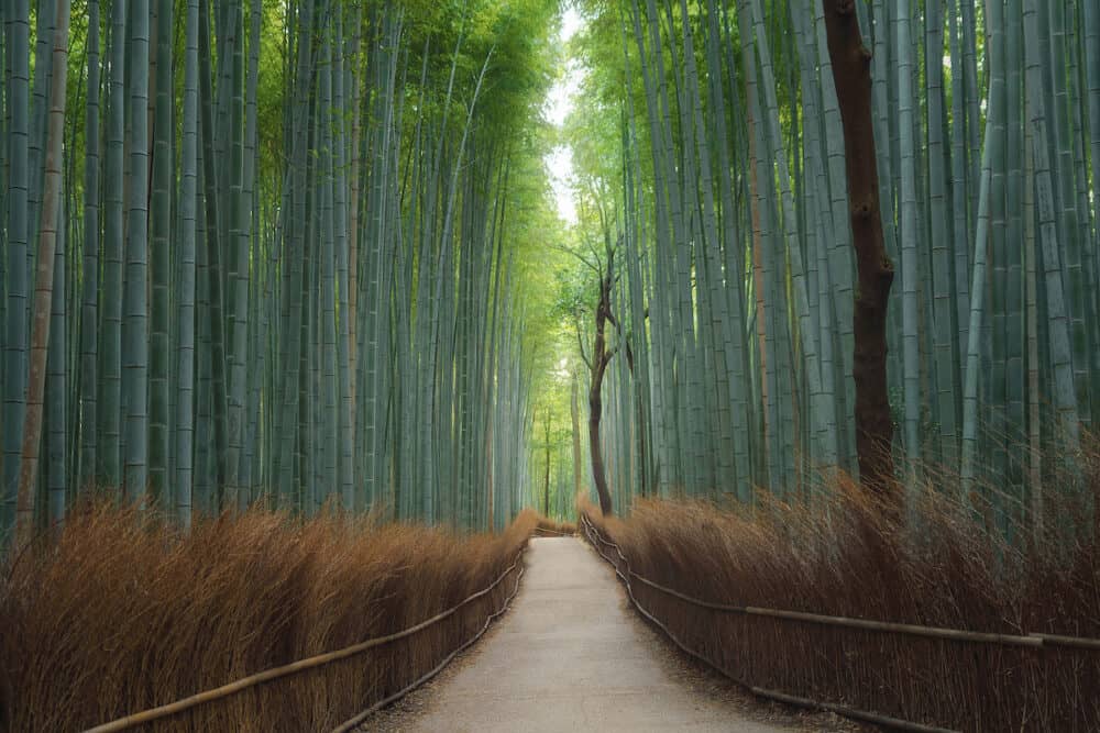 Road trail or path way at Japanese Bamboo Forest at Arashiyama in travel holidays vacation trip outdoors in Kyoto, Japan. Tall trees in natural park. Nature landscape background.