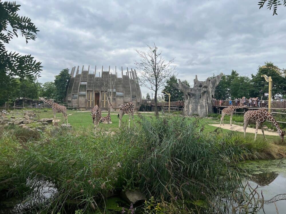 Rotterdam, Netherlands -  Group of beautiful giraffes in zoo enclosure