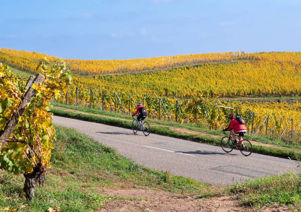 Turckheim, France - Cycling on the wine route among the vineyards in autumn colors on the hill of Turckheim - Alsace, France.